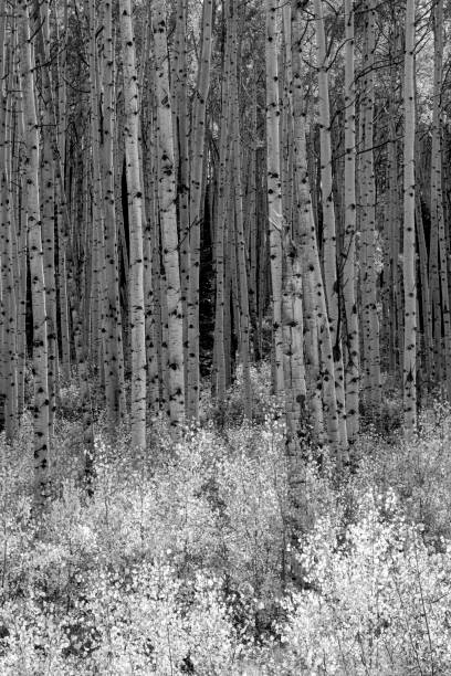 istock Aspen trees at Gunnison National Forest 2118508742
