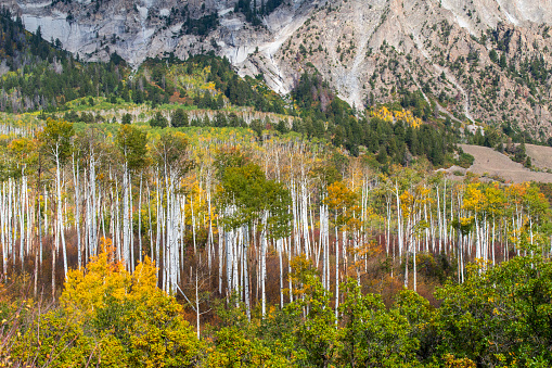 Fall Foliage in Gunnison National Forest at Kebler Pass, Crested Butte, Colorado, USA