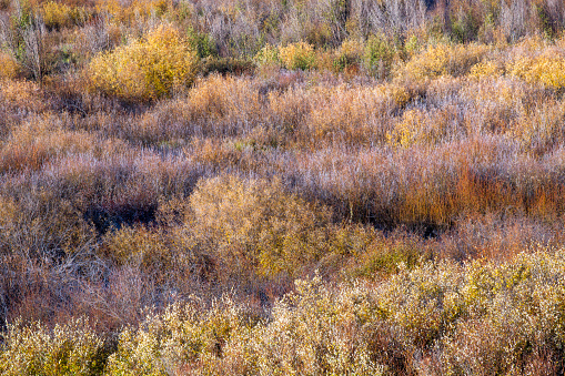 Meadow in Autumn, Gunnison National Forest, Colorado, USA