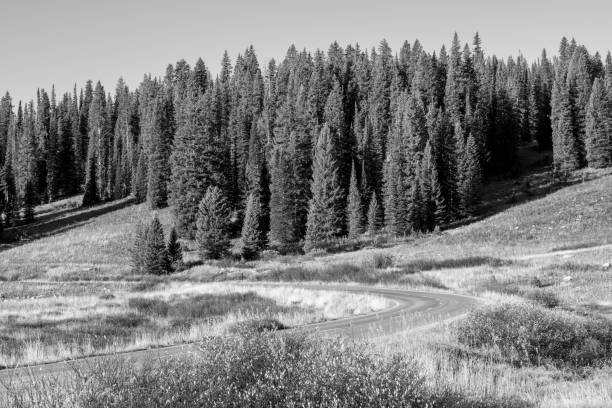 Gunnison National Forest at Kebler Pass, Colorado, USA