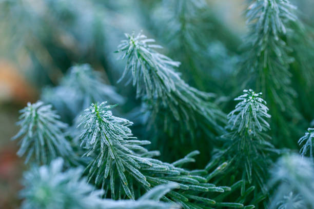 The first autumn frosts on a bush close-up