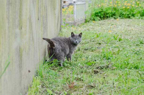 Street gray cat walking along the wall. High quality photo