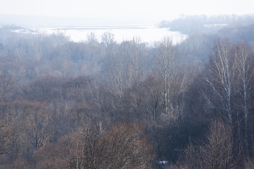 Haze over a snow-covered field with trees foreground landscape