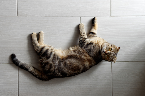 A beautiful cat is lying on the ceramic tile floor