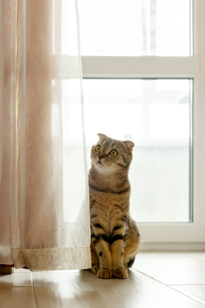 istock Scottish fold lop-eared cat sits behind a curtain 2118517321