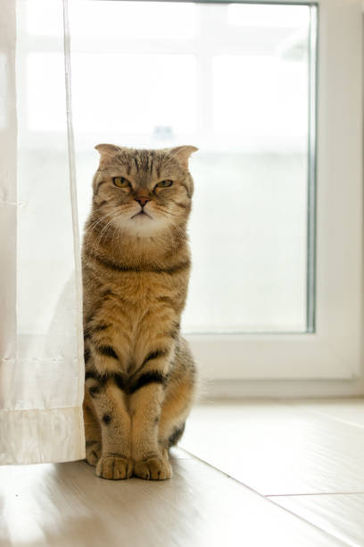 istock Scottish fold lop-eared cat sits behind a curtain and squints her eyes 2118517329
