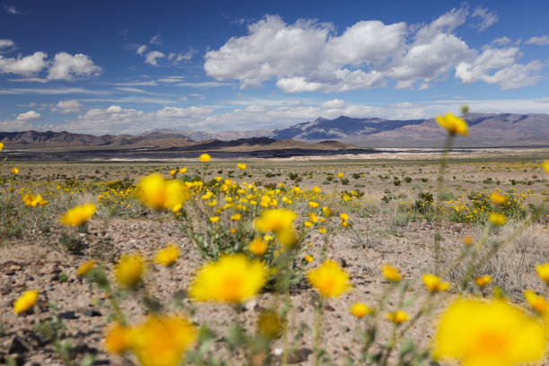 istock Desert Marigold Bloom, California 2118519015