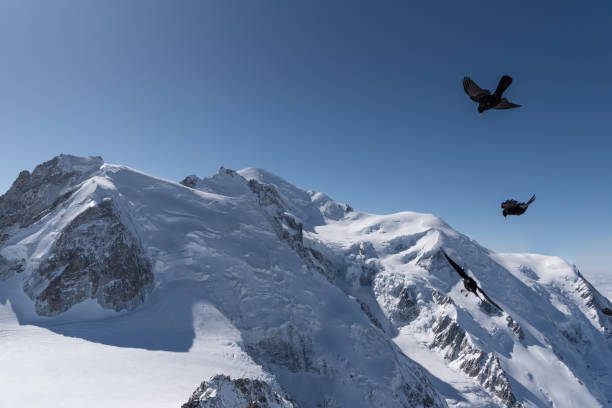 Two black crow birds hovering in the updraft in front of the popular 3 peaks route to top of the Mont Blanc in winter in Chamonix in France