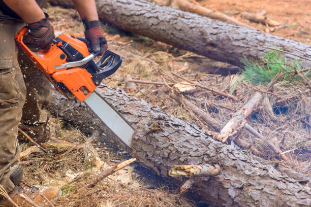 istock An experienced lumberjack uses chainsaw to cut down trees during an autumnal a forest cleaning 2118522924