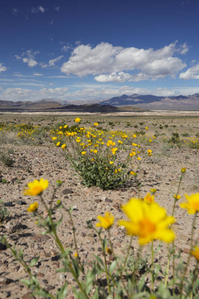 istock Desert Marigold Bloom, California 2118524531