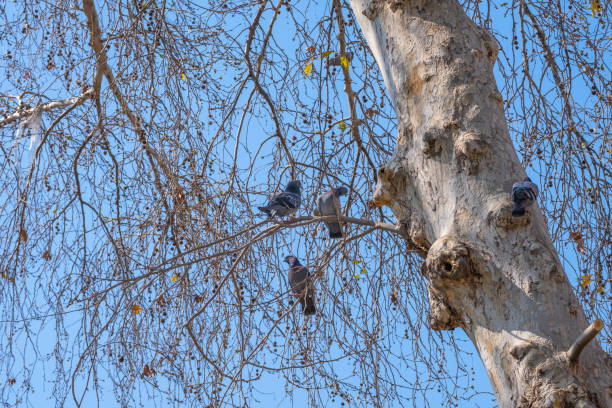Pigeons perched on sycamore tree branch.