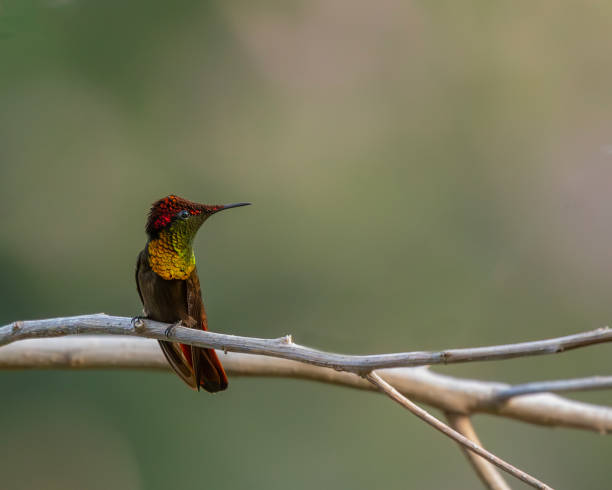 istock Male Ruby-Topaz Hummingbird, Chrysolampis mosquitus, Tobago 2118535064