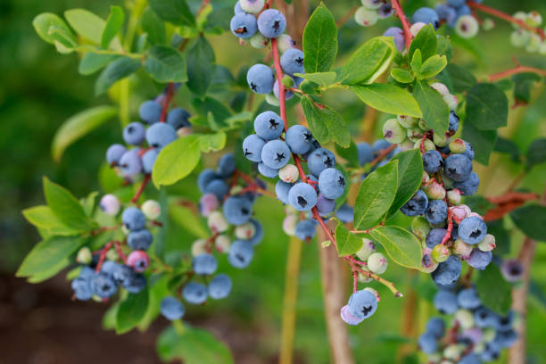 istock Ripe healthy big blueberries 2118541453