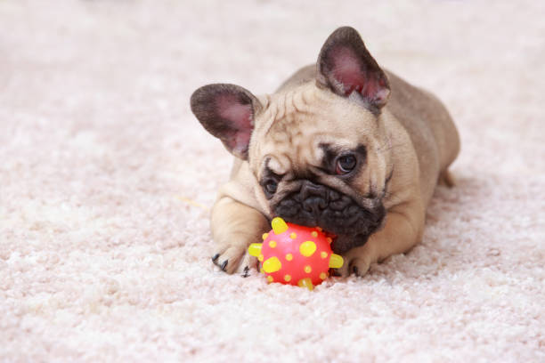 Dog french bulldog breed lying on the mat with a toy
