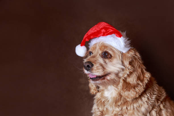 Portrait of a cute black spaniel in a Santa Claus hat.