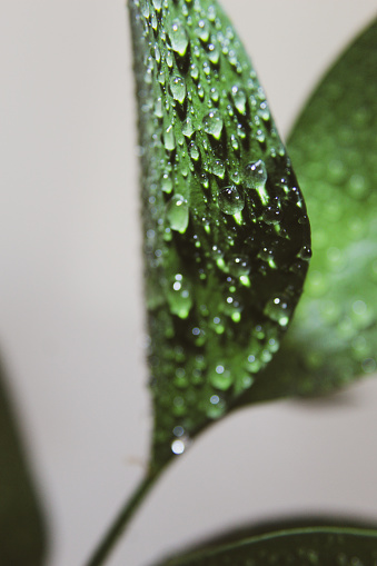Water drops clinging to leaf