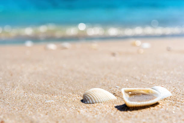 istock Seashells in the yellow warm sand on the beach. Blue blurry water waves 2118582993