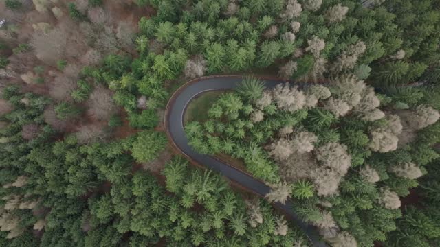Winding road in forest surrounded by bending trees in strong wind. A bird's-eye view from the Don on the power of nature during the day in the Czech Republic