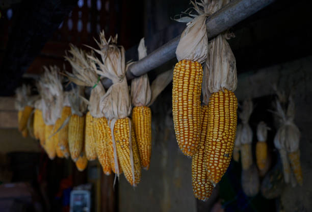 Corn cob being hung up on bamboo rack and saved for winter in Ha Giang, Vietnam