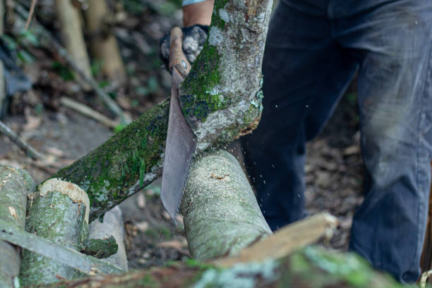 istock Man holding heavy ax. Axe in lumberjack hands chopping or cutting wood trunks 2118637694