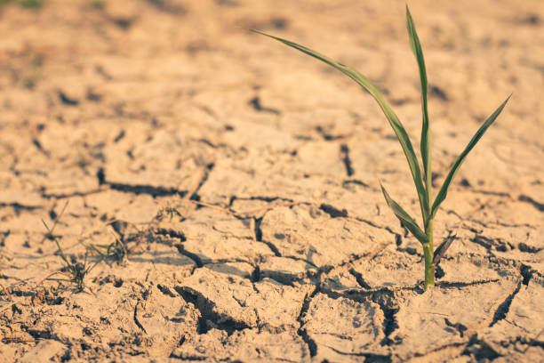 istock Growth of trees in drought crisis, Living with tree drought. 2118649452