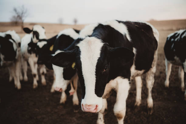 Close up of face of a cow