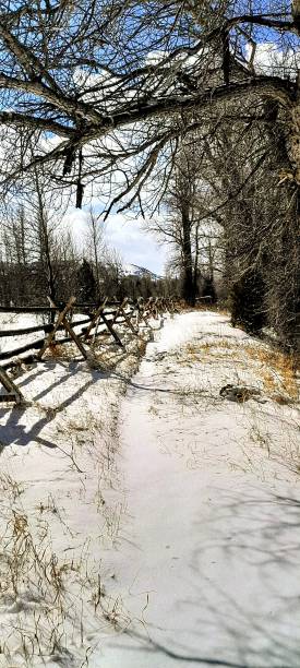 istock Woodslanding winter day 2118674703