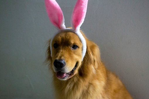 Golden retriever dog wearing bunny ears with dramatic lighting