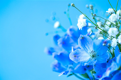 Blue flower \