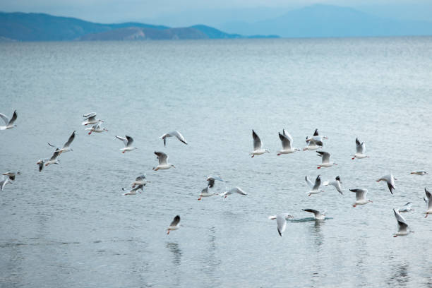 istock Seagulls in Croatian sea 2118682967