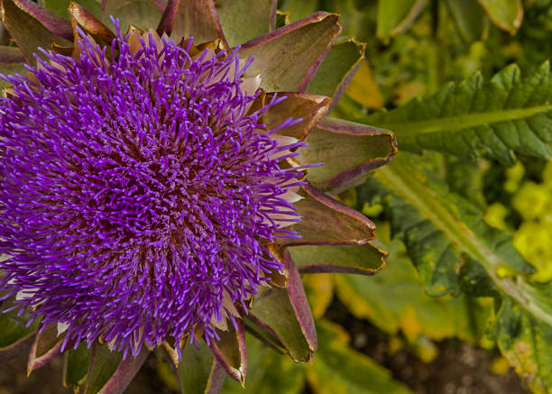 Vibrant artichoke blossom in the summer garden