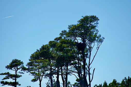 Chincoteague Island, Virginia, USA - March 21, 2024: A grove of evergreen trees within the Chincoteague National Wildlife Refuge supports a large nest watched over by a Bald Eagle blending into the branches.