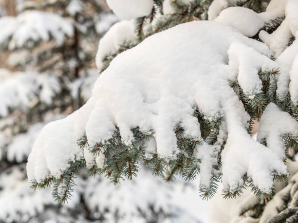 istock Green fir branches in winter covered with snow 2118705617