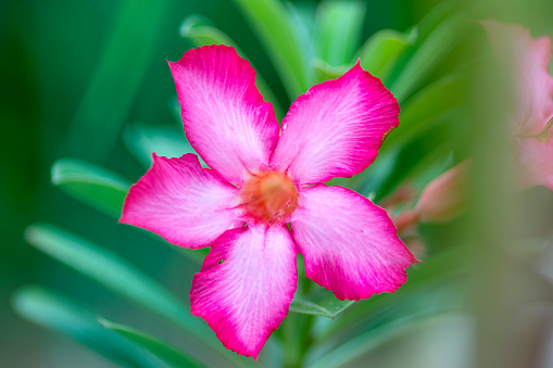 An extreme close-up of a pink and white tulip against an out of focus, lush, green background gives the photo a dream-like quality. Nikon D300 (RAW).\nTo see some of my personal favorites,  please visit my lightbox.\n[url=http://www.istockphoto.com/file_search.php?action=file&lightboxID=10465804] [img]http://www1.istockphoto.com/file_thumbview_approve/10527917/1/istockphoto_10527917_businesswoman.jpg\n[/img][/url]