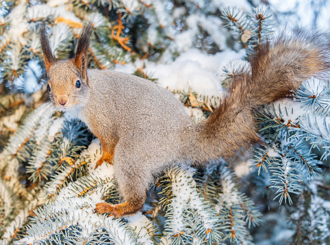 The squirrel sits on a branches without leaves in the winter or autumn. Eurasian red squirrel, Sciurus vulgaris