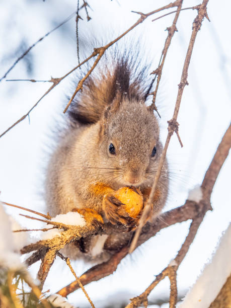 The squirrel with nut sits on tree in the winter or late autumn. Eurasian red squirrel, Sciurus vulgaris.