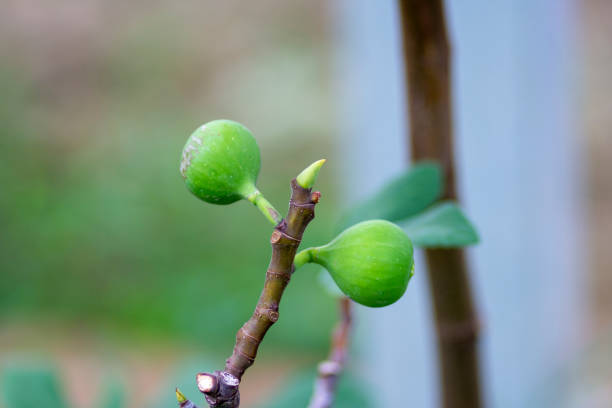 figs grow well and bear fruit, Aceh - Indonesia