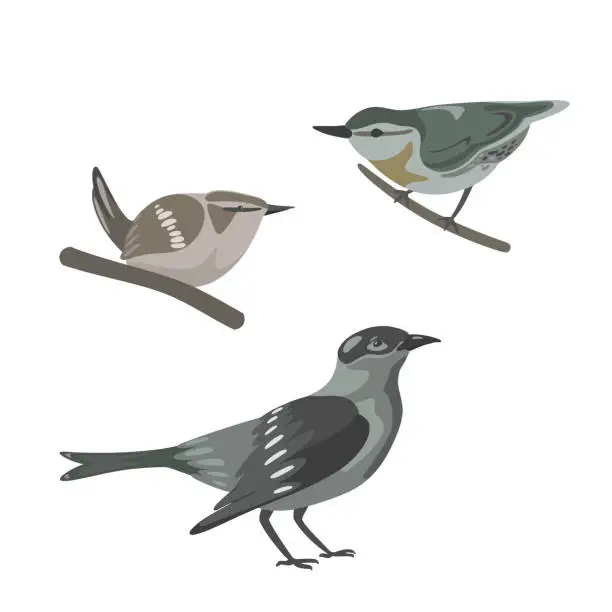 Vector illustration of Three cartoon painted garden european birds