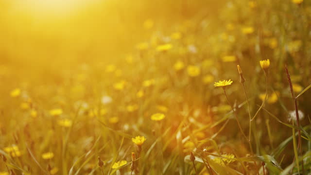 Meadow in spring. Beautiful meadow with fresh grass and yellow flowers in nature, shallow depth of field