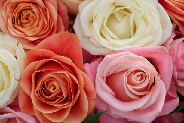 istock Group of white roses, wedding decorations 2118762089