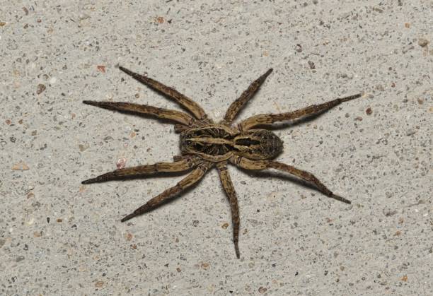 Wolf spider (Schizocosa avida) on concrete sidewalk dorsal view.