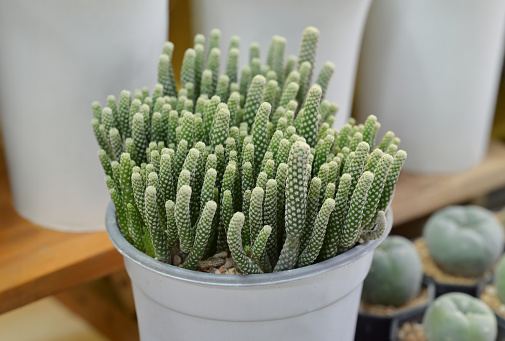 Close-up of Euphorbia cactus clumping, a succulent plant with a long green stem and small thorns in a white potted. The ornamental plants for room decor and garden decoration.