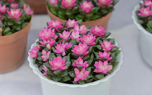 Close-up of Anacampseros rufescens and pink flowers in a white-potted, small succulent plant blooming in natural light. Ornamental plants for decorating in room decor.