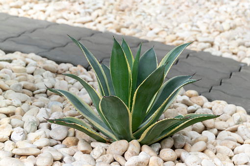 Variegated Agave, succulent plant with green leaves and yellow on the edge. Pointed leaves and sharp spines at the edges. Ornamental plant in the rock garden.