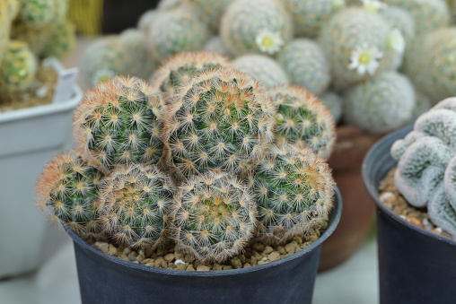 Close-up of Mammillaria cactus clumping in a potted, green succulent with round-shaped and sharp thorns. The ornamental plants for room decor and garden decoration.