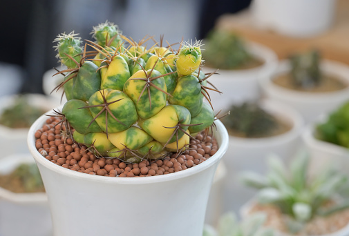 Close-up of Coryphantha elephantidens cactus, green-yellow small succulent plant with natural light in a white potted for decorating in the room.