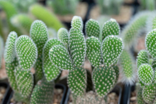 Close-up of Opuntia Microdasys, Bunny Ear cactus, a succulent plant with a flat green stem and small white thorns in nursery potted. The ornamental plants for room decor and garden decoration.