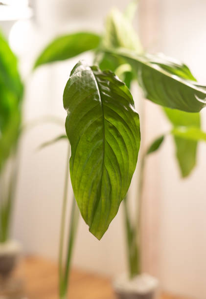 istock Spathiphyllum cochlearispathum commonly called peace lily growing in water in glass 2118776725