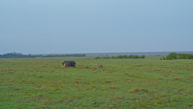 Hyenas Chasing Hippos across Open Field in Masai Mara Reserve