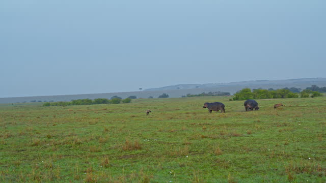 Hippos and Hyenas Chasing Each Other across Vast Meadow at Masai Mara Reserve